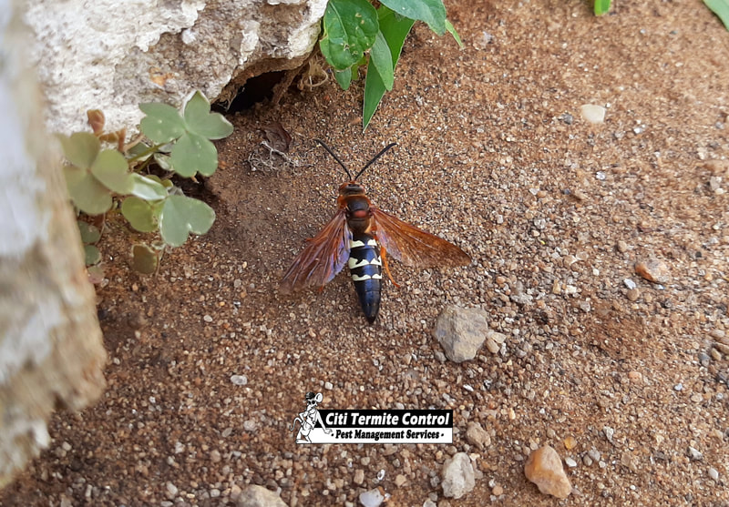 Cicada Killer Bee on the ground.
