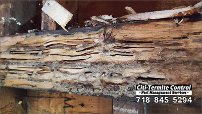 Termite damage to a piece of wood.