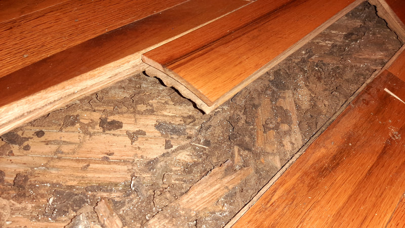 Termite damage to hard wood floors.