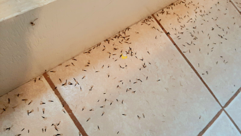 Termites swarmers on a tile floor.