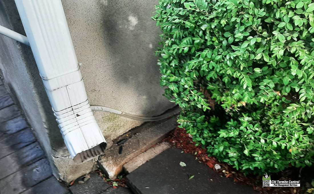 Outside of a home showing a gutter spout that needs to be extended  to keep water away.