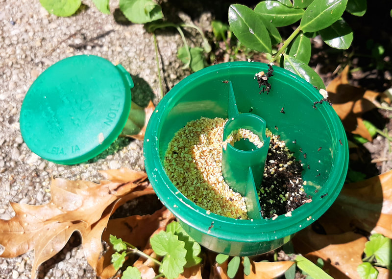 An outdoor Ant bait station with baits.