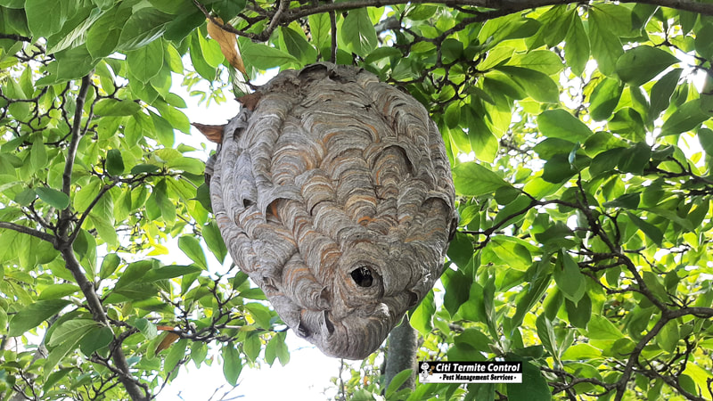 a bald face hornet"s nest.