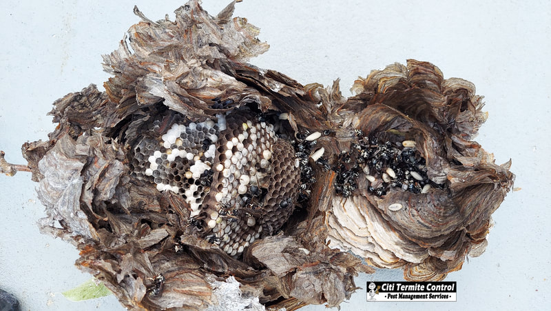 The inside of a wasp nest.