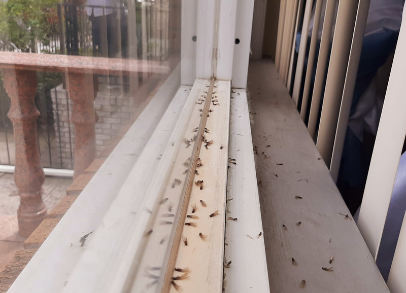 Termite swarmers by a window.