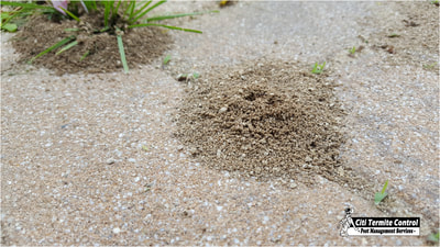 Ants hill in yard. 