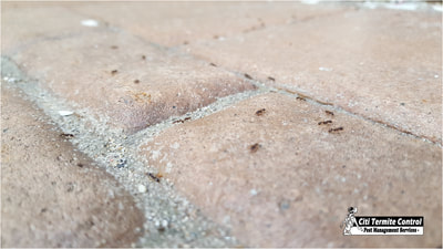 Ants outdoor in yard.