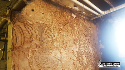 Termite Damage in Basement showing Termite galleries.