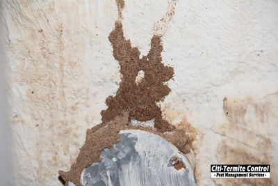 Termite mud tubes on a wall. 