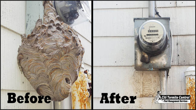 A picture showing before and after a bee nest was removed by an exterminator.