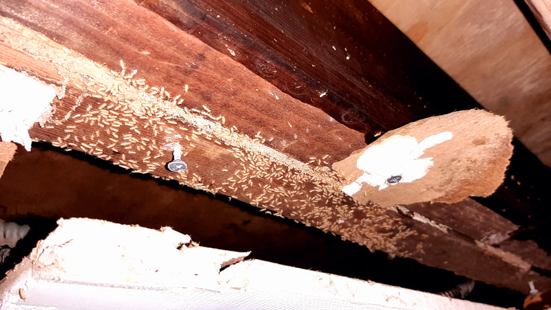 Lots of Live Termite workers on a floor beam.