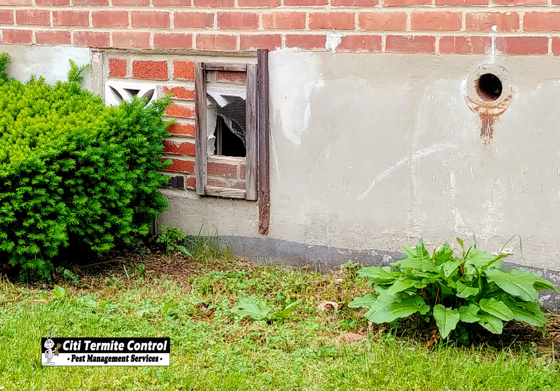 Around the outside of a home shows ways rodents can enter a property.