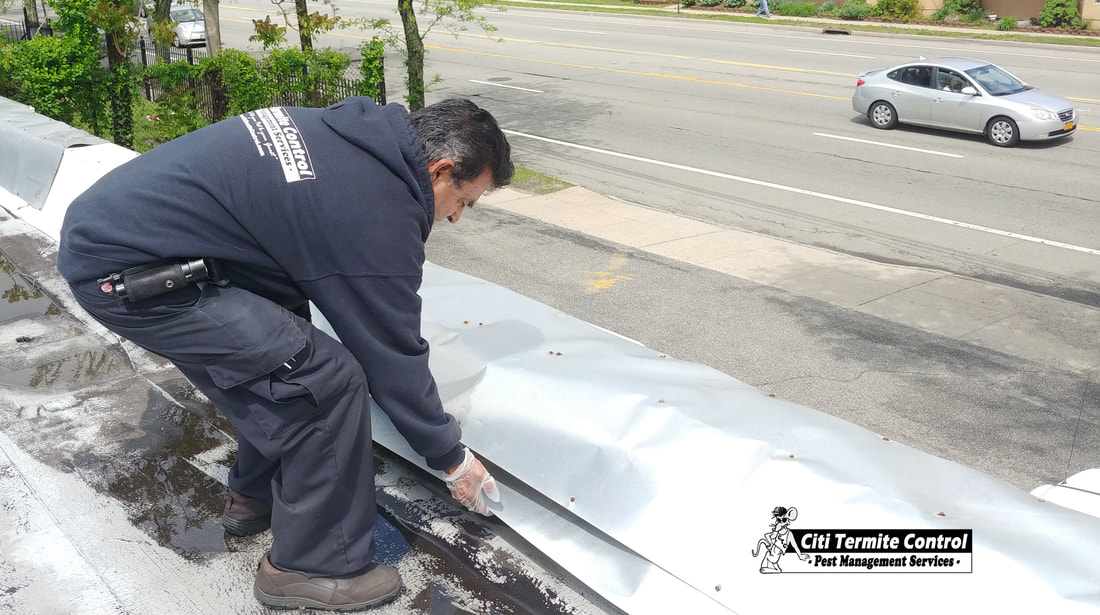 An exterminator sealing up openings on a roof so rodents don't gain access.
