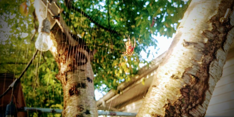Spider on  a web in a Tree.