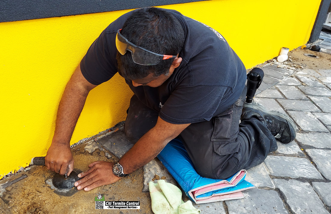A pest control officer checking a termite bait station for any termite activity.