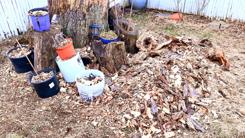 Termites around a rotten tree stump in backyard.
