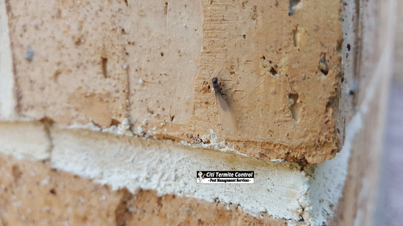 A Termite Swarmer. Signs that you might have Termites.